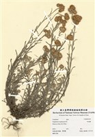 藏品(秋鼠麴)的圖片